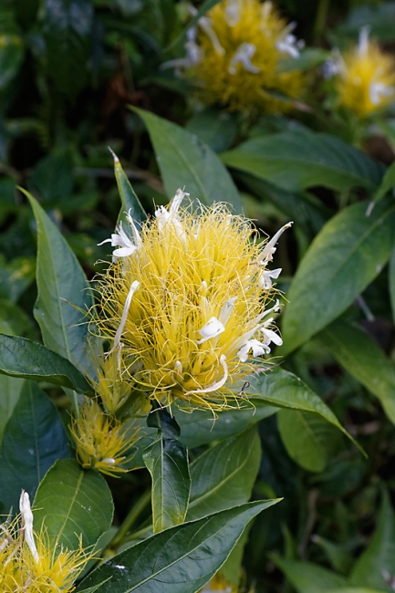 Kandy-Botanical garden-025